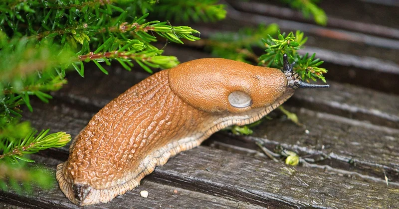 Slug cartouche, slug munition, traduction : le mot a plusieurs visages