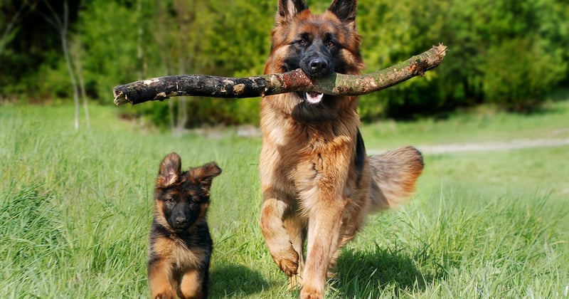 Le marché du produit pour chien en France : quelles tendances et opportunités ?
